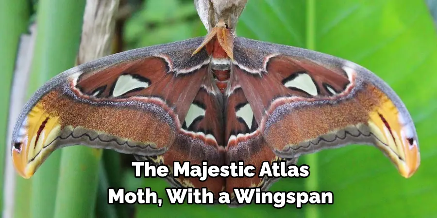 The Majestic Atlas 
Moth, With a Wingspan 