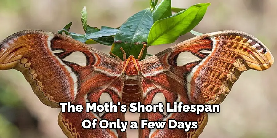 The Moth's Short Lifespan 
Of Only a Few Days