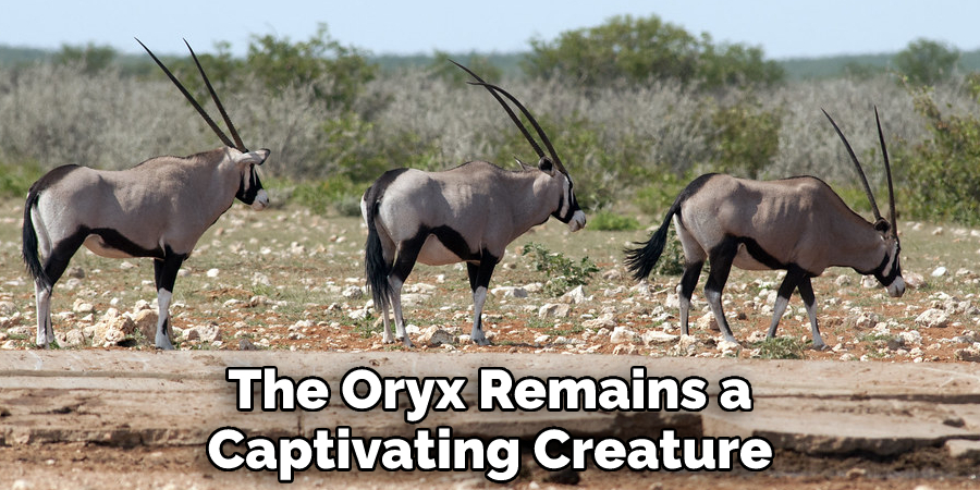 The Oryx Remains a Captivating Creature