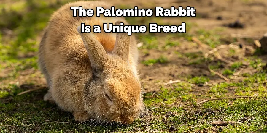The Palomino Rabbit 
Is a Unique Breed 