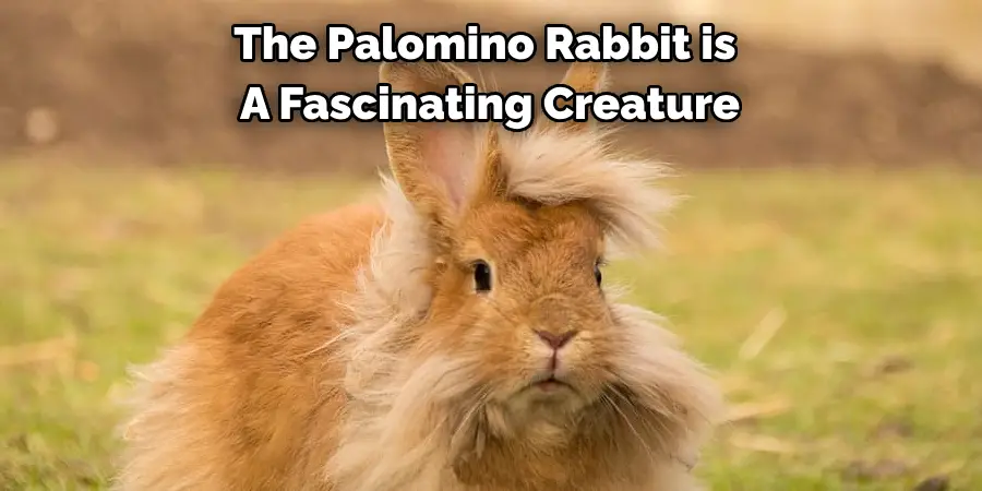 The Palomino Rabbit is 
A Fascinating Creature