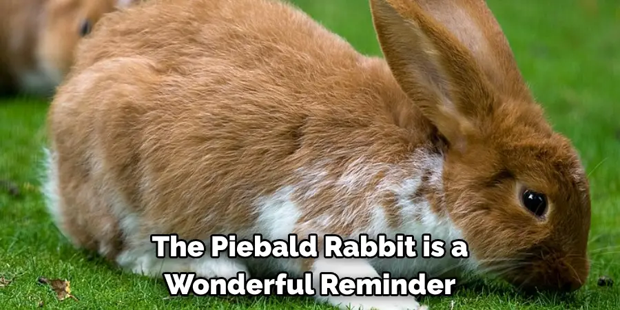 The Piebald Rabbit is a Wonderful Reminder
