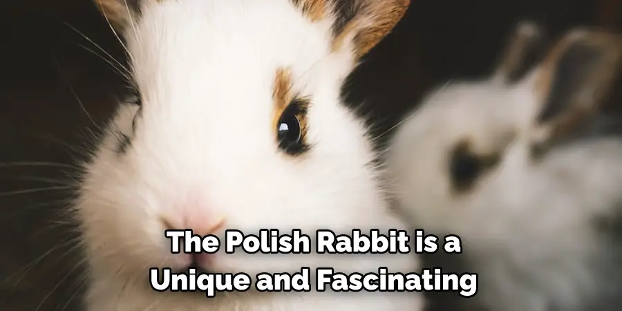 The Polish Rabbit is a 
Unique and Fascinating 