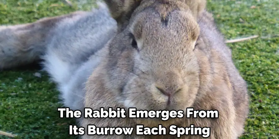 The Rabbit Emerges From 
Its Burrow Each Spring
