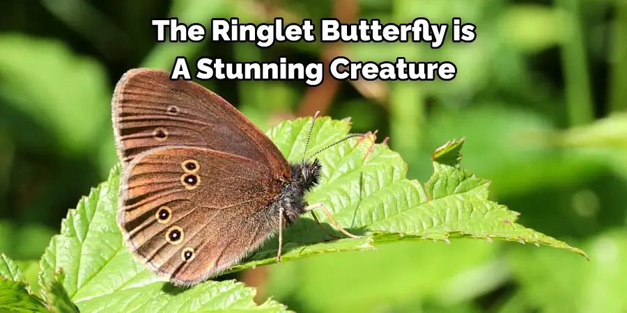 The Ringlet Butterfly is 
A Stunning Creature