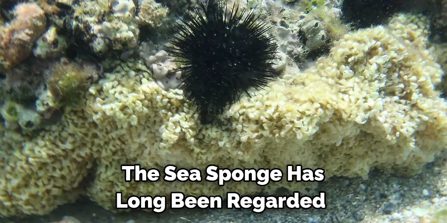 The Sea Sponge Has 
Long Been Regarded 