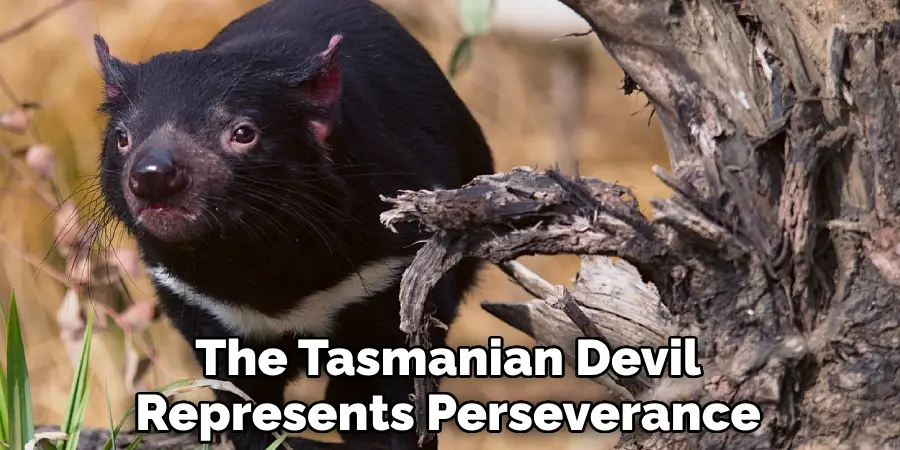 The Tasmanian Devil Represents Perseverance