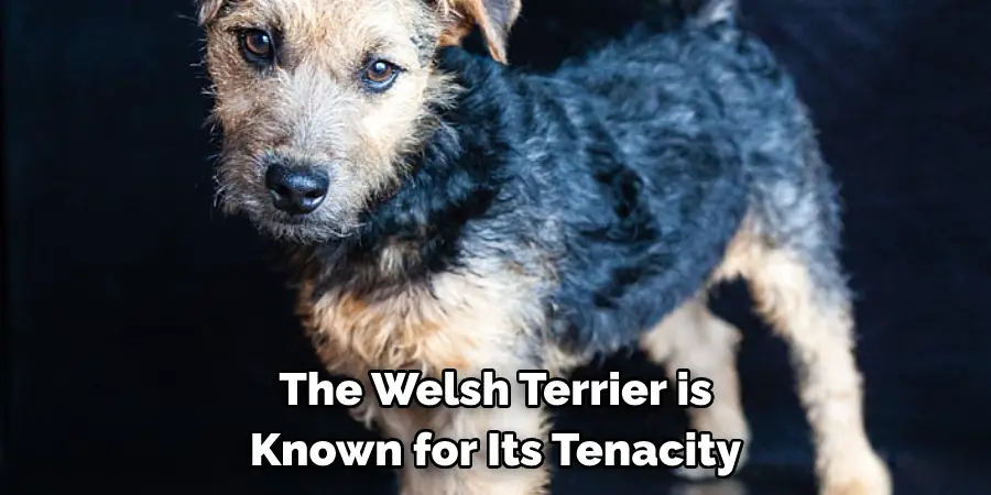 The Welsh Terrier is 
Known for Its Tenacity