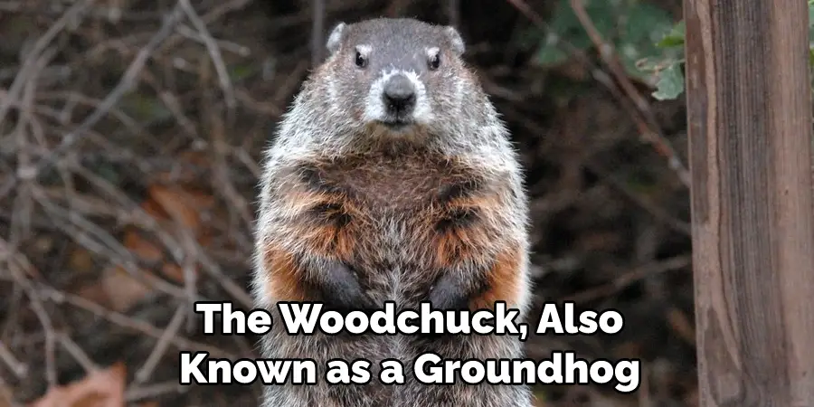 The Woodchuck, Also 
Known as a Groundhog