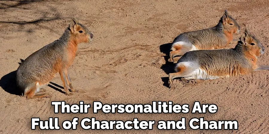 Their Personalities Are Full of Character and Charm