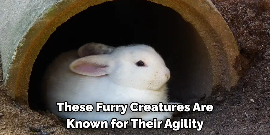 These Furry Creatures Are 
Known for Their Agility