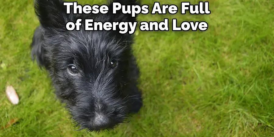 These Pups Are Full of Energy and Love