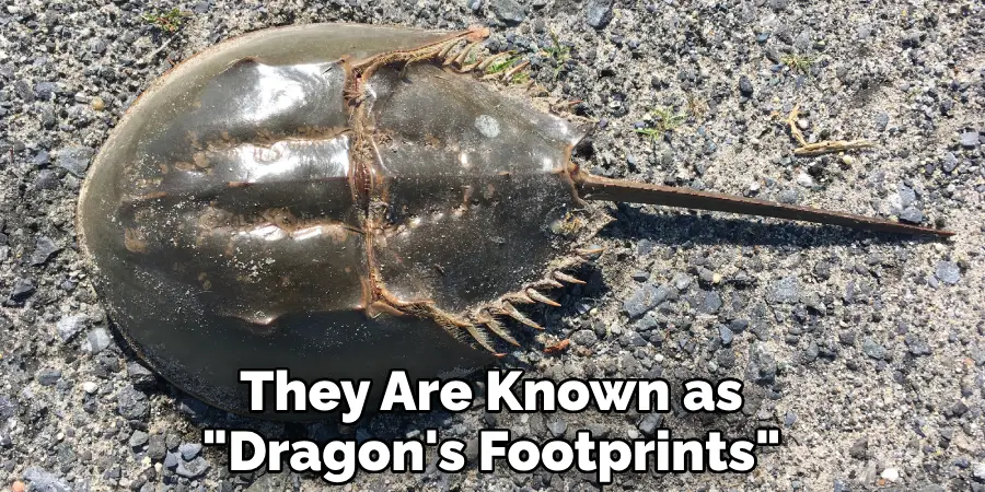 They Are Known as "Dragon's Footprints"