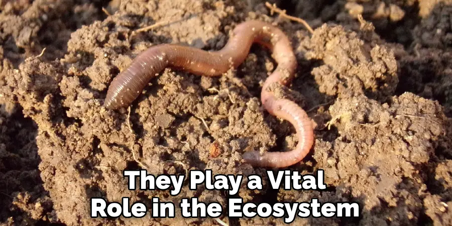 They Play a Vital Role in the Ecosystem
