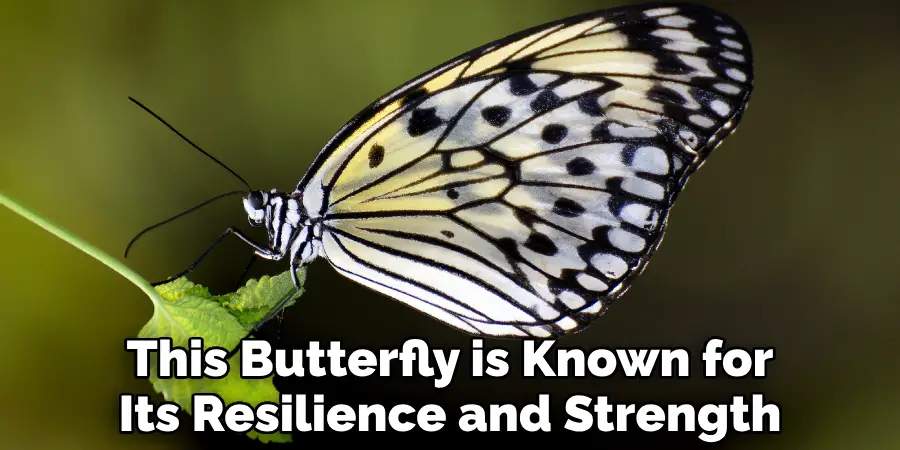 This Butterfly is Known for Its Resilience and Strength