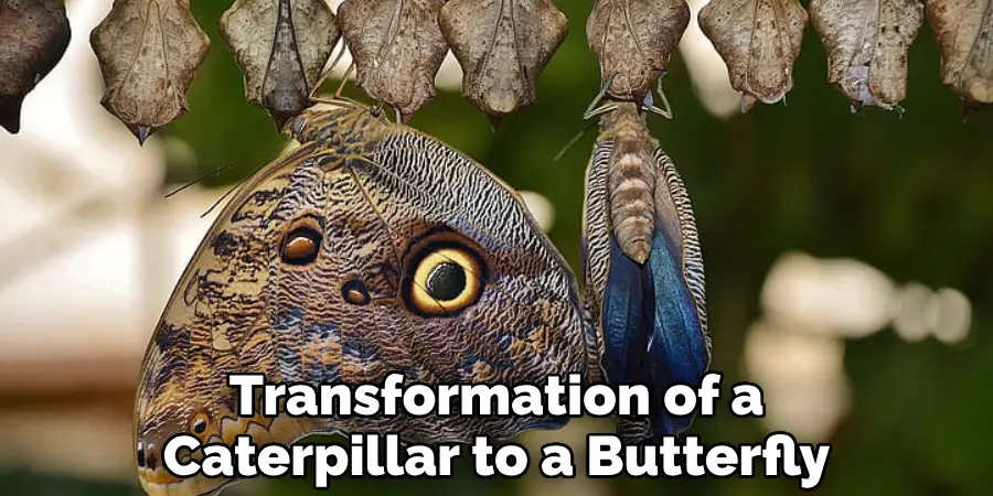 Transformation of a Caterpillar to a Butterfly