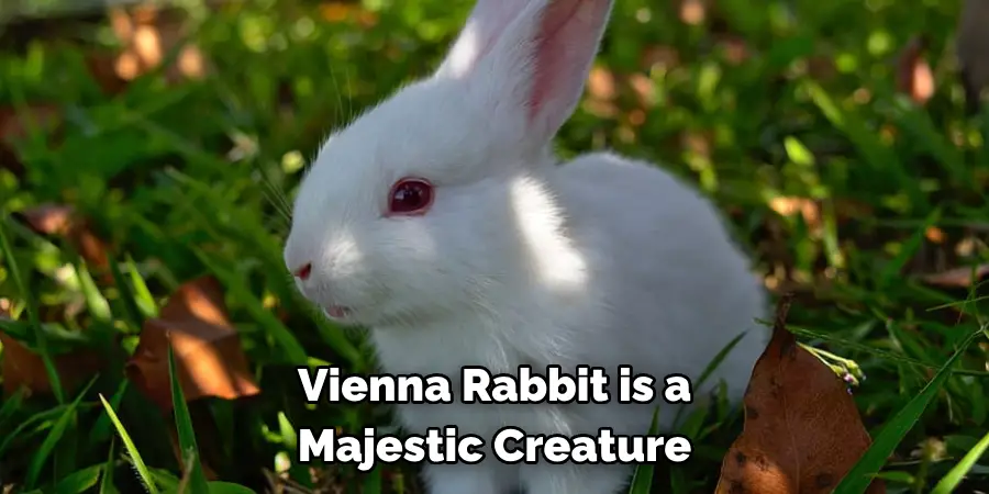 Vienna Rabbit is a 
Majestic Creature 