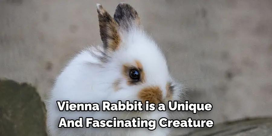 Vienna Rabbit is a Unique 
And Fascinating Creature
