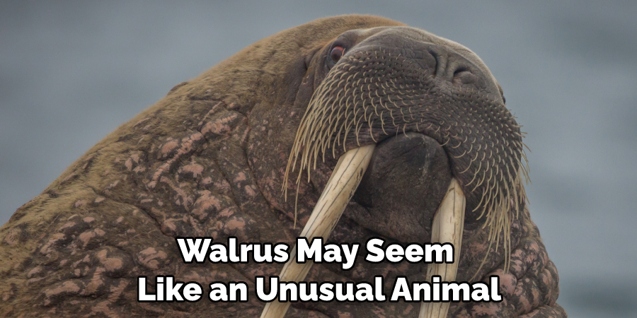 Walrus May Seem Like an Unusual Animal