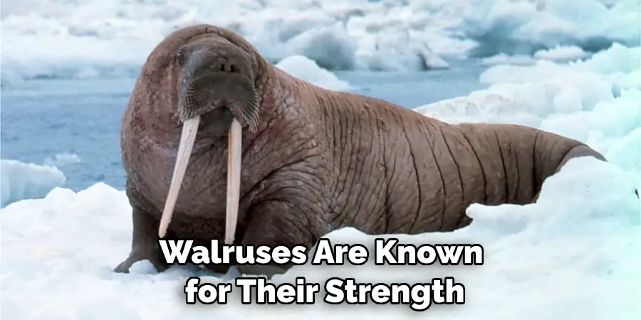 Walruses Are Known for Their Strength