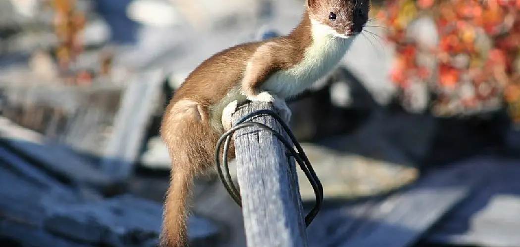 Weasel Spiritual Meaning