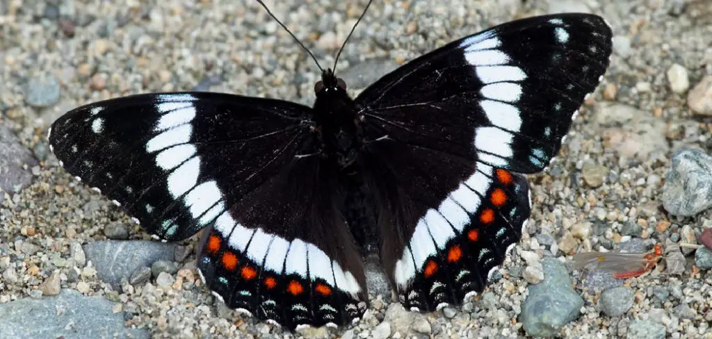 White Admiral Spiritual Meaning, Symbolism and Totem