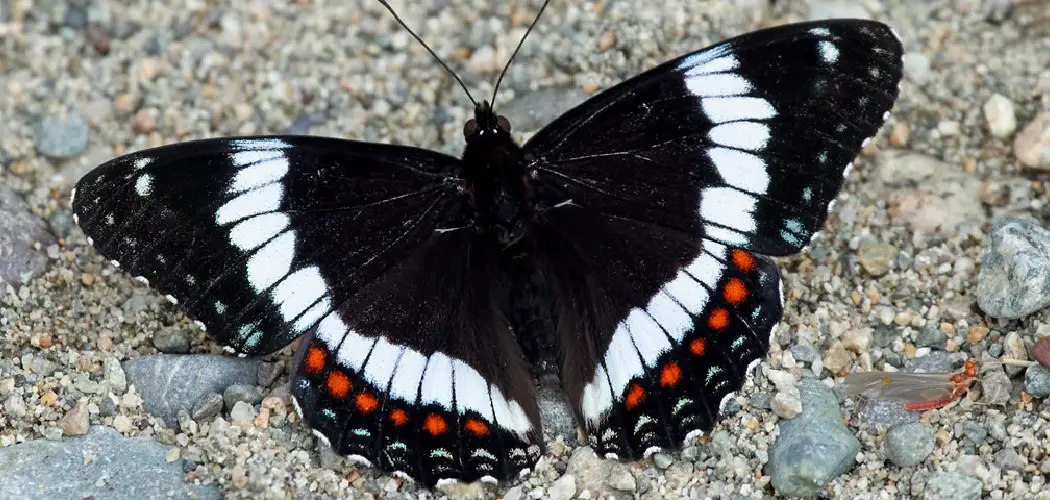 White Admiral Spiritual Meaning, Symbolism and Totem