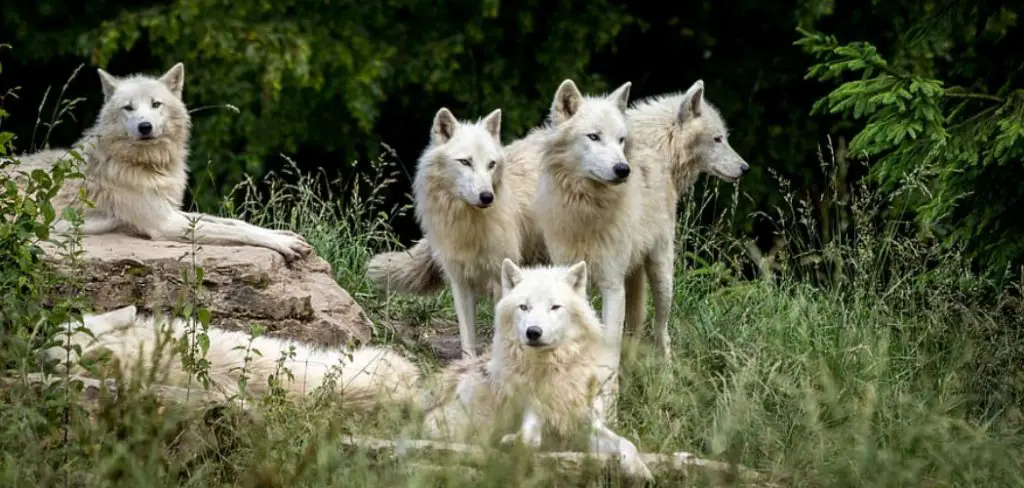 Wolves Spiritual Meaning, Symbolism and Totem