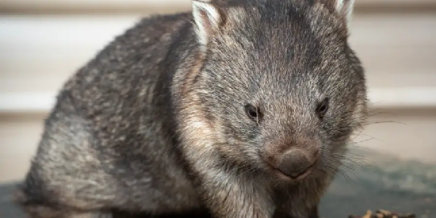 Wombat Spiritual Meaning