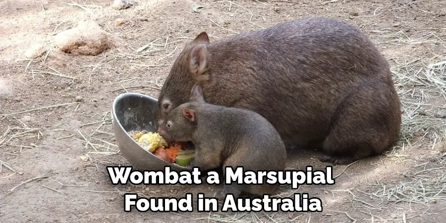 Wombat a Marsupial Found in Australia