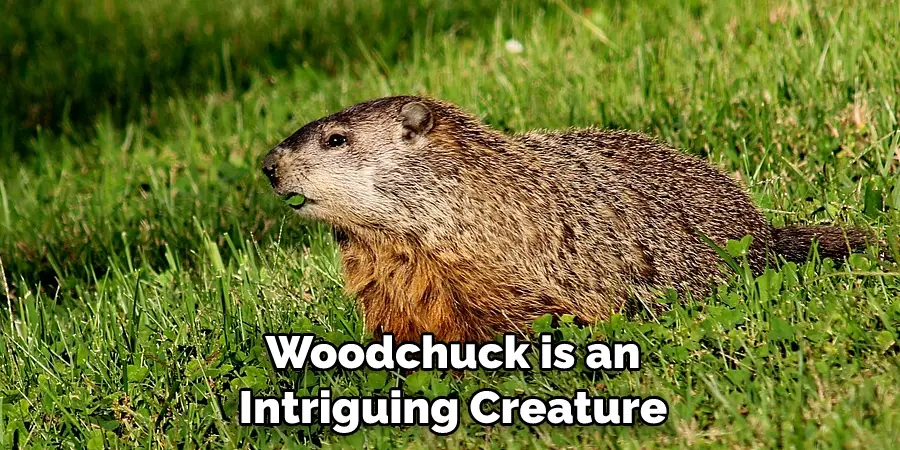 Woodchuck is an
Intriguing Creature