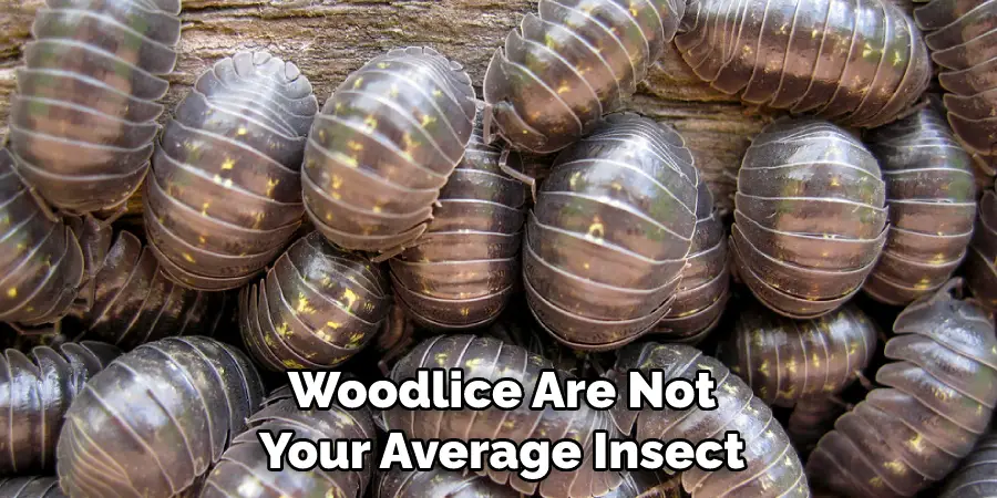 Woodlice Are Not Your Average Insect 