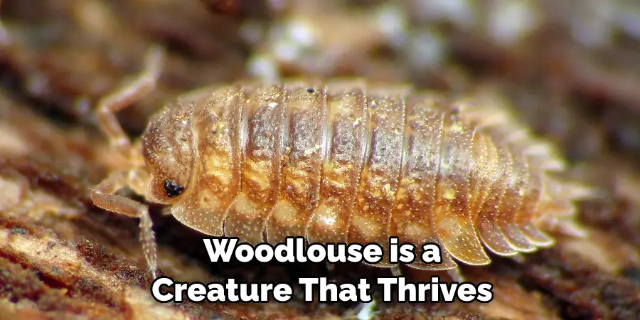 Woodlouse is a Creature That Thrives