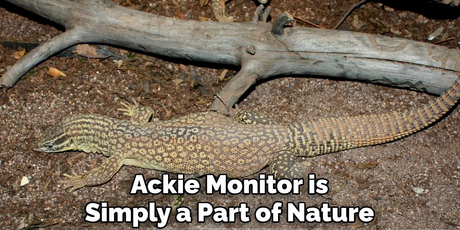 Ackie Monitor is Simply a Part of Nature