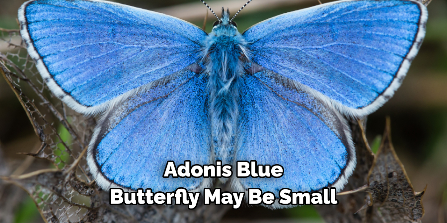 Adonis Blue 
Butterfly May Be Small