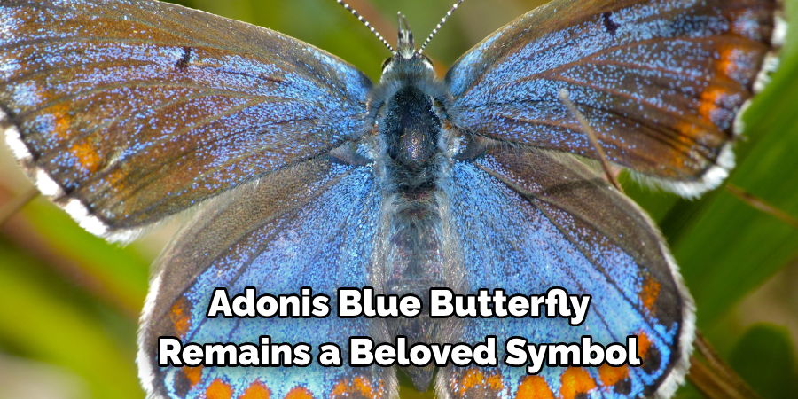Adonis Blue Butterfly 
Remains a Beloved Symbol
