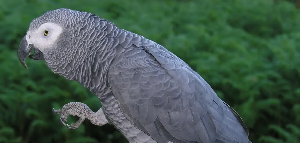African Grey Parrot Spiritual Meaning