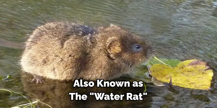 Also Known as 
The "Water Rat" 