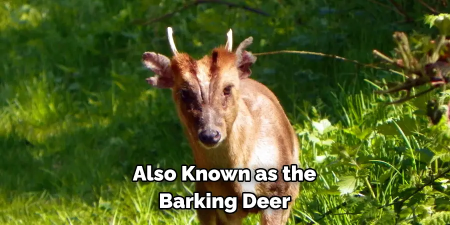 Also Known as the 
Barking Deer