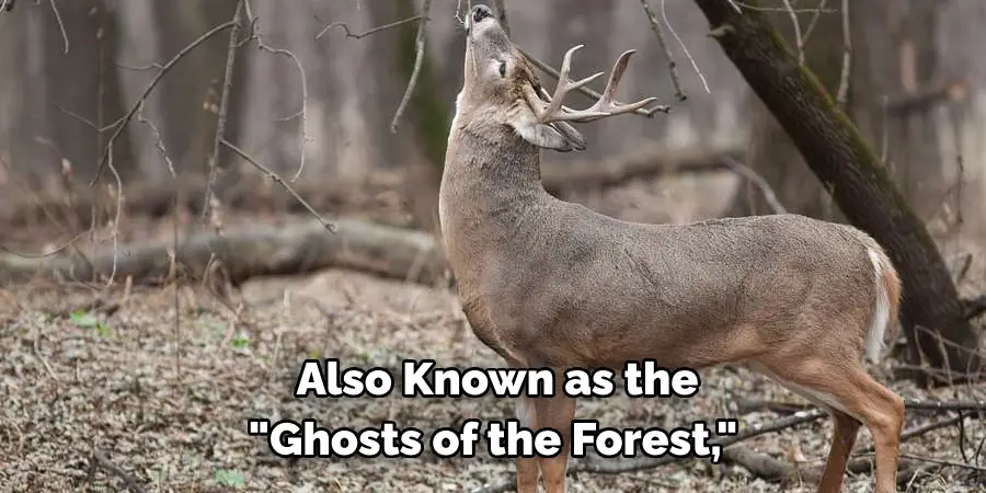  Also Known as the 
"Ghosts of the Forest,"