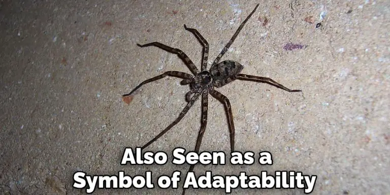 Huntsman Spider Spiritual Meaning Symbolism And Totem 2023 