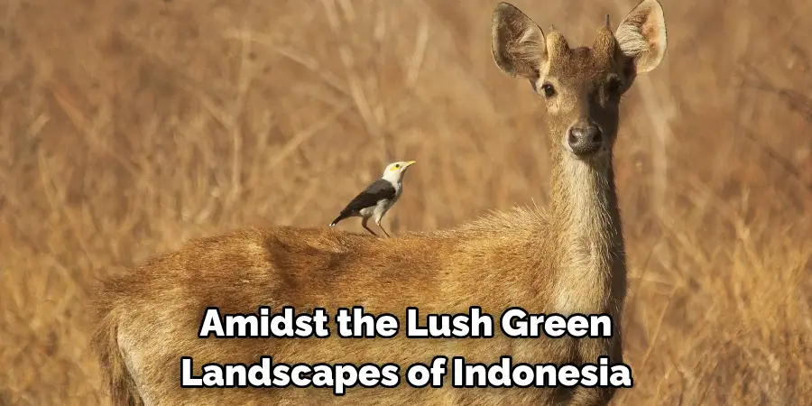Amidst the Lush Green 
Landscapes of Indonesia
