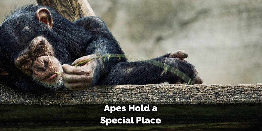 Apes Hold a Special Place