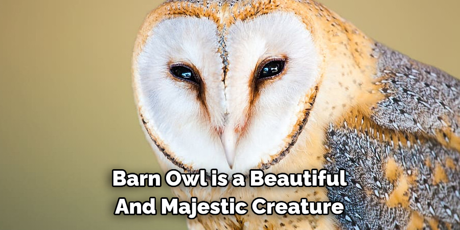 Barn Owl is a Beautiful 
And Majestic Creature