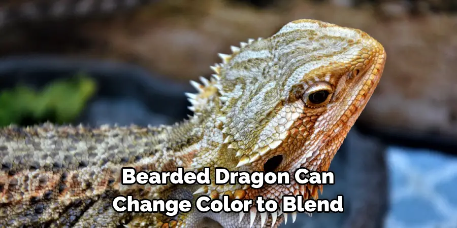 Bearded Dragon Can 
Change Color to Blend
