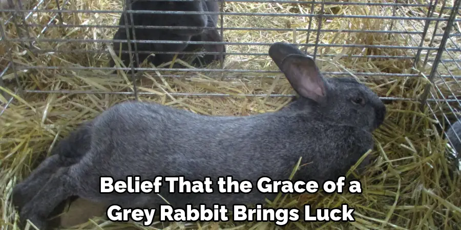 Belief That the Grace of a 
Grey Rabbit Brings Luck