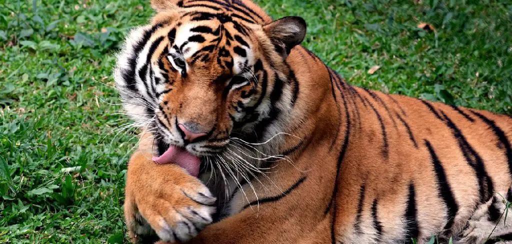 Bengal Tiger Spiritual Meaning