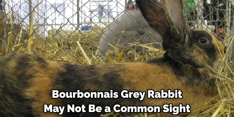 Bourbonnais Grey Rabbit 
May Not Be a Common Sight