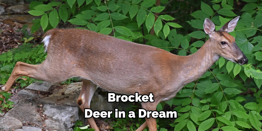 Brocket Deer in a Dream 