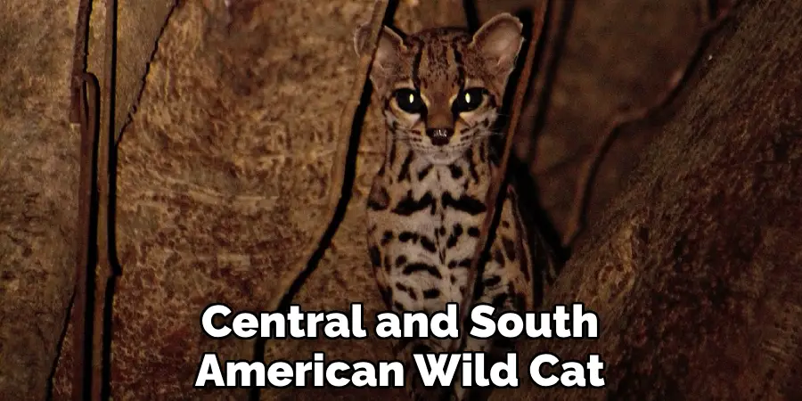 Central and South American Wild Cat